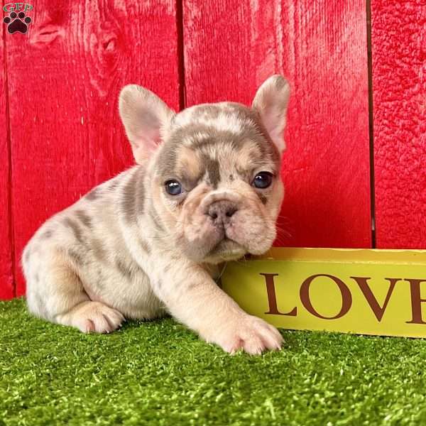 Hulk, French Bulldog Puppy