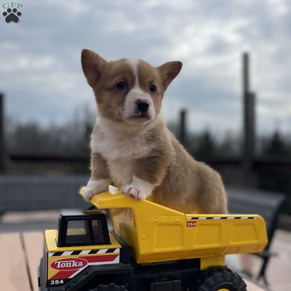 Regal, Pembroke Welsh Corgi Puppy