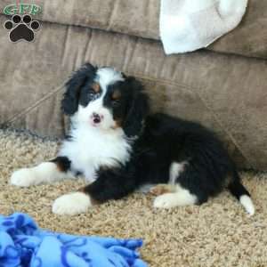 Raya, Mini Bernedoodle Puppy