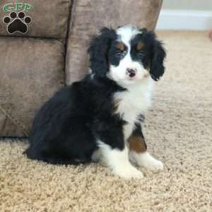 Raya, Mini Bernedoodle Puppy