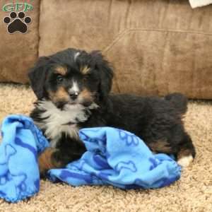 Rex, Mini Bernedoodle Puppy