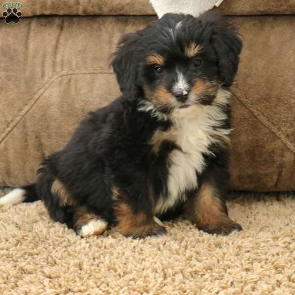 Rex, Mini Bernedoodle Puppy