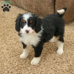 Raya, Mini Bernedoodle Puppy