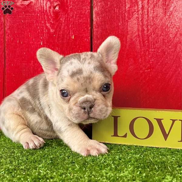 Harley, French Bulldog Puppy