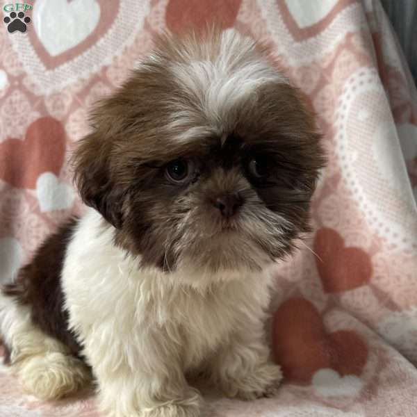 Max, Shih Tzu Puppy