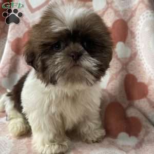 Max, Shih Tzu Puppy