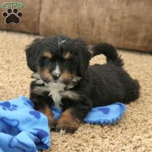 Rex, Mini Bernedoodle Puppy