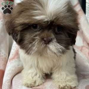 Max, Shih Tzu Puppy