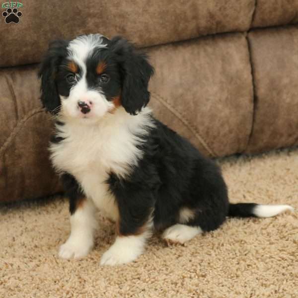 Raya, Mini Bernedoodle Puppy