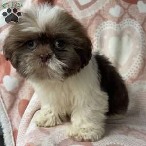 Max, Shih Tzu Puppy