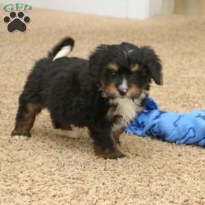 Rex, Mini Bernedoodle Puppy