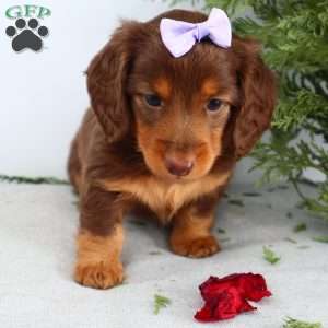 Fawn, Dachshund Puppy