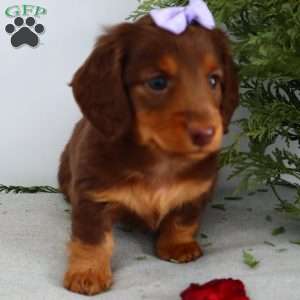 Fawn, Dachshund Puppy