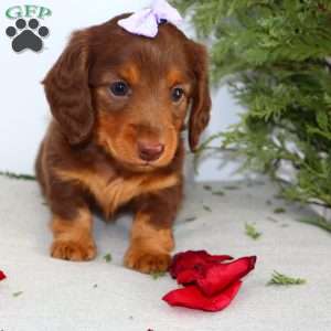 Fawn, Dachshund Puppy