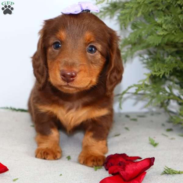 Fawn, Dachshund Puppy