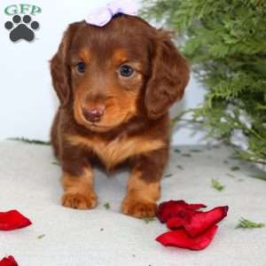 Fawn, Dachshund Puppy