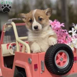 Robyn, Pembroke Welsh Corgi Puppy