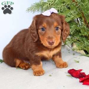 Fawn, Dachshund Puppy