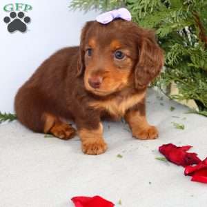 Fawn, Dachshund Puppy