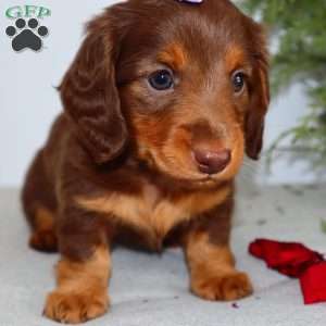 Fawn, Dachshund Puppy