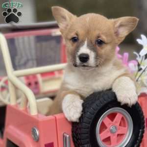 Reese, Pembroke Welsh Corgi Puppy