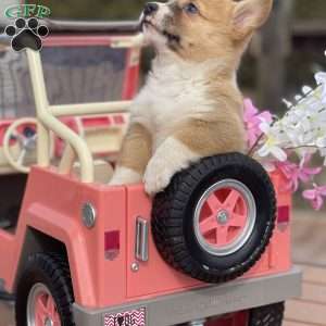 Reese, Pembroke Welsh Corgi Puppy