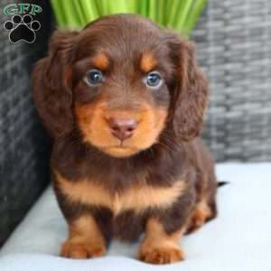 Freddie, Dachshund Puppy