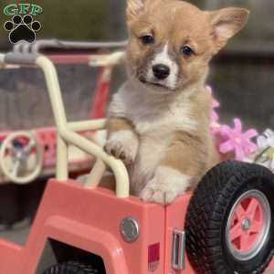 Reese, Pembroke Welsh Corgi Puppy