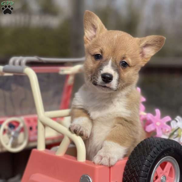 Reese, Pembroke Welsh Corgi Puppy