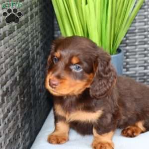 Freddie, Dachshund Puppy