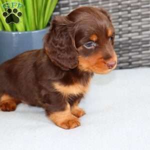 Freddie, Dachshund Puppy