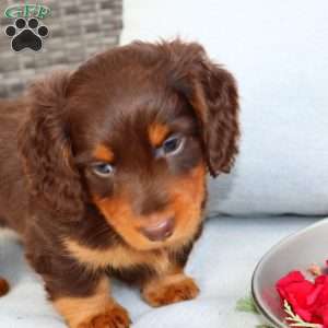 Freddie, Dachshund Puppy