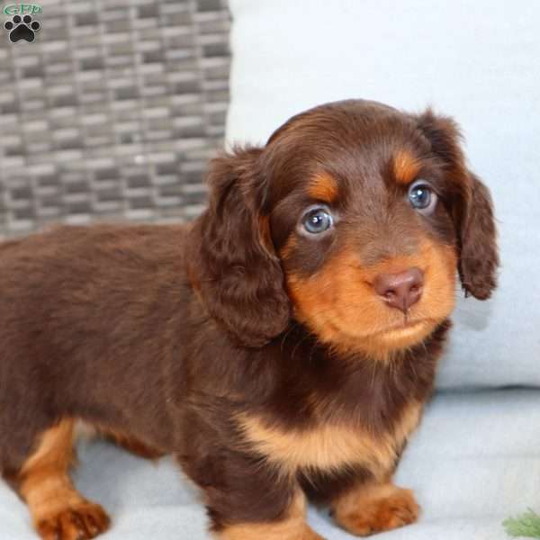 Freddie, Dachshund Puppy