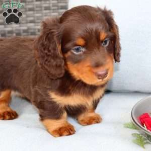 Freddie, Dachshund Puppy