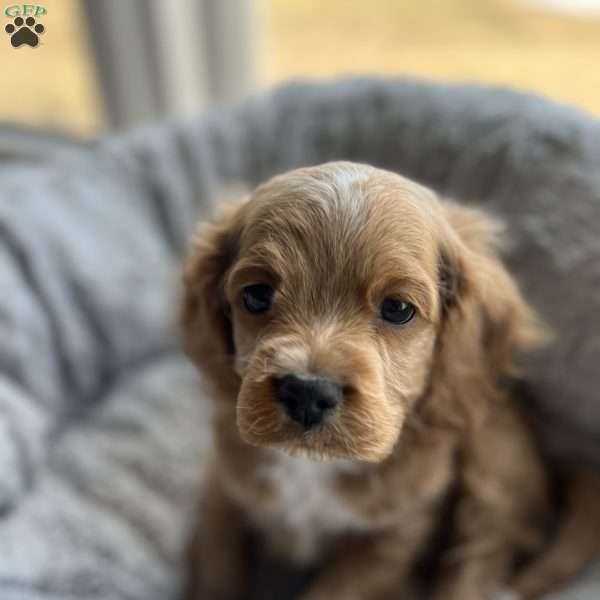 Abu F1B, Cockapoo Puppy