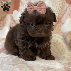 Stormi, Shih Tzu Puppy