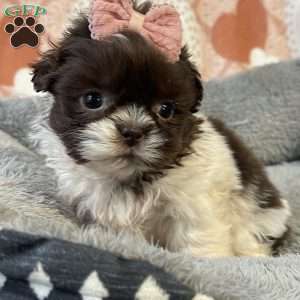 Sophie, Shih Tzu Puppy