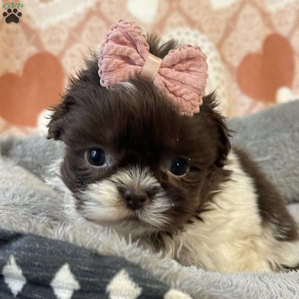 Sophie, Shih Tzu Puppy