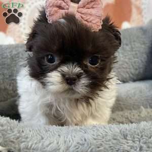 Sophie, Shih Tzu Puppy