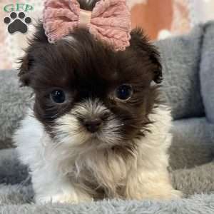 Sophie, Shih Tzu Puppy