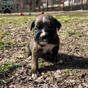 Ozzy, Boxer Puppy