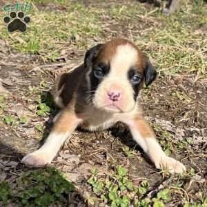 Owen, Boxer Puppy