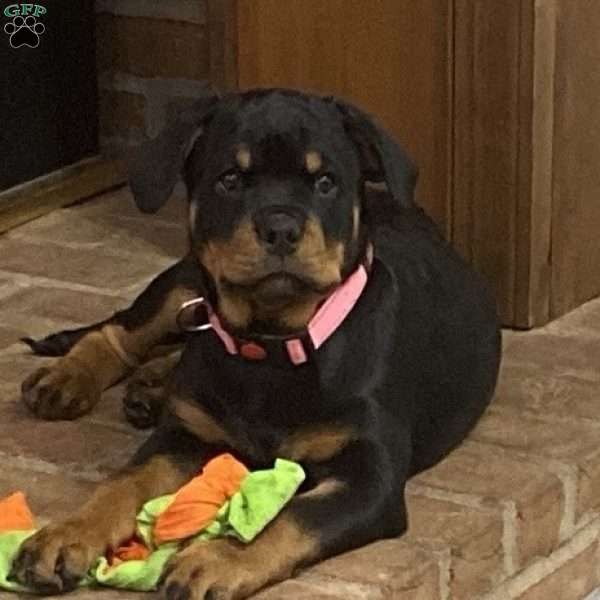 Pinky, Rottweiler Puppy