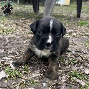 Oscar, Boxer Puppy