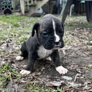 Onyx, Boxer Puppy