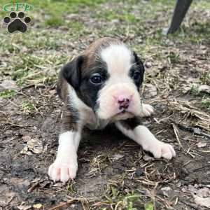 Olivia, Boxer Puppy