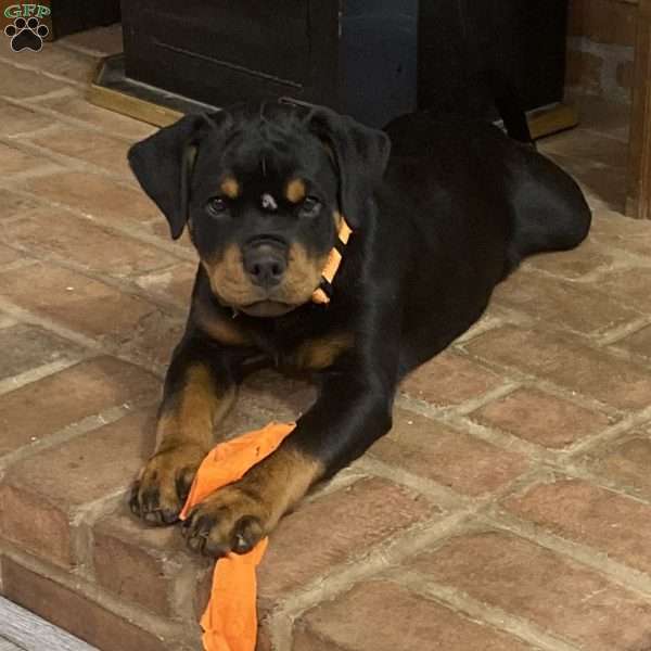 Scarlet, Rottweiler Puppy