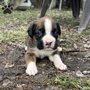 Orlando, Boxer Puppy