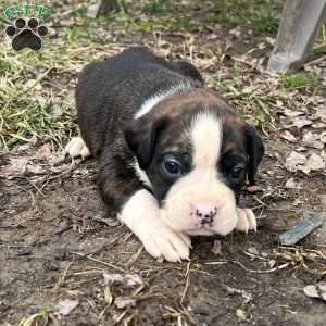 Odie, Boxer Puppy