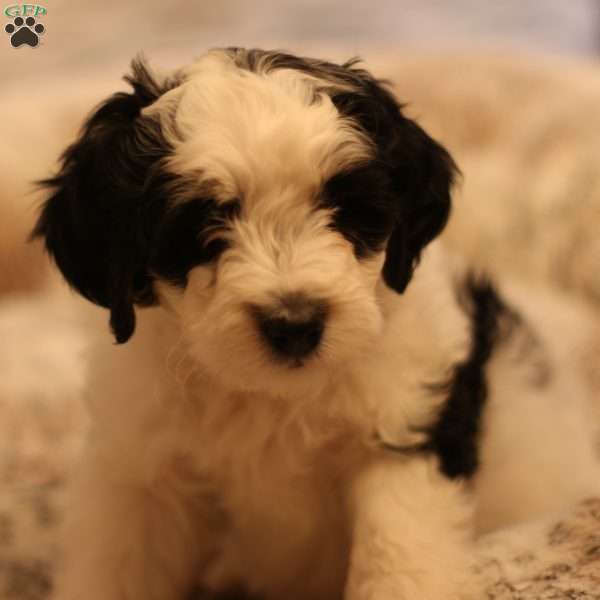 Biscuit, Mini Bernedoodle Puppy